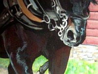 Black Draft Horse 8x10